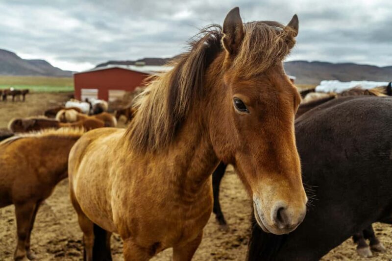 From Reykjavík: Horseback Ride Below the Majestic Mountains - The Horses and the Guides