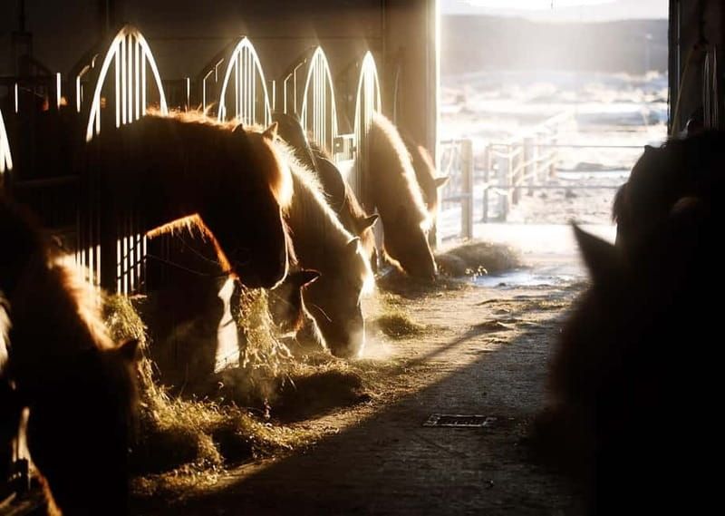 Icelandic Horse Riding Tour & Pickup Option from Reykjavik - What you’re actually provided: helmets, boots, rain gear, and warmth