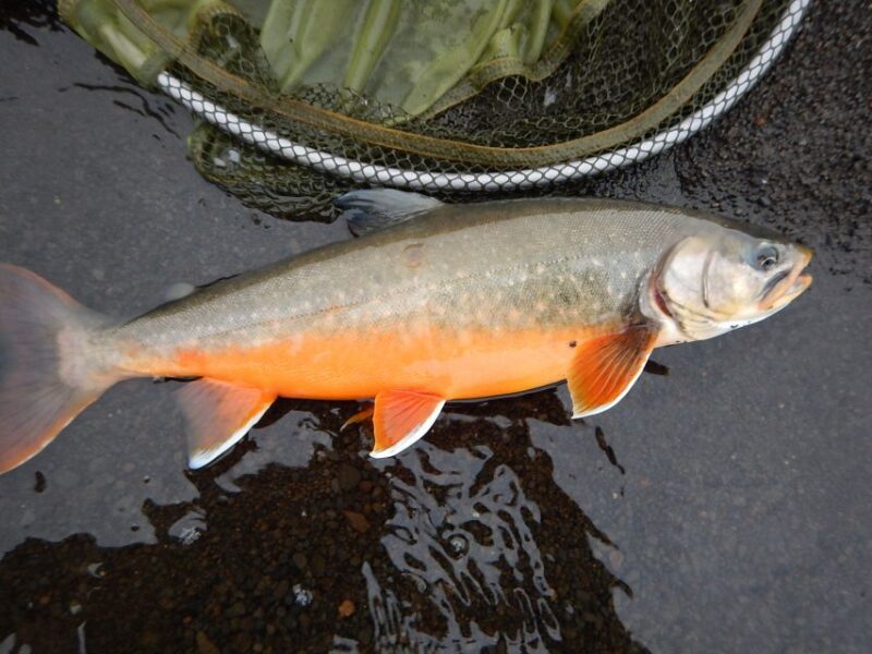 From Reykjavik: Lake and River Fishing Tour - FAQs About the From Reykjavik: Lake and River Fishing Tour