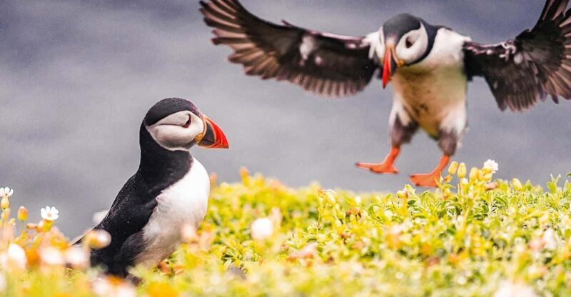 From Reykjavik: Puffin and Volcano Tour in Westman Islands - A Detailed Look at the Tour Experience