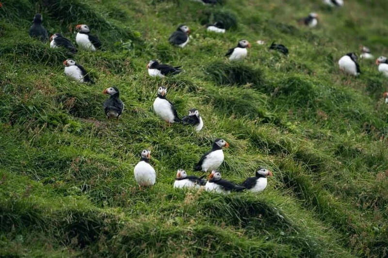 From Reykjavik: Vestmannaeyjar Islands Day Trip - What People Say