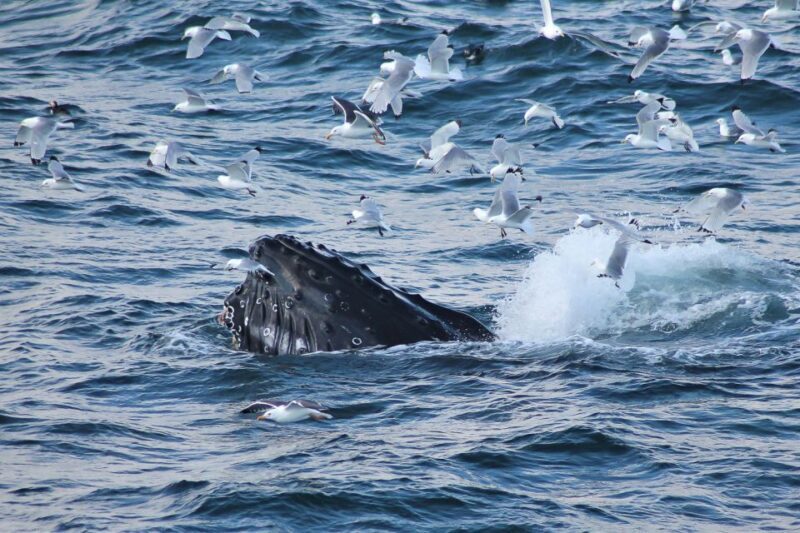 From Reykjavik: Whale Watching Tour - Key Points
