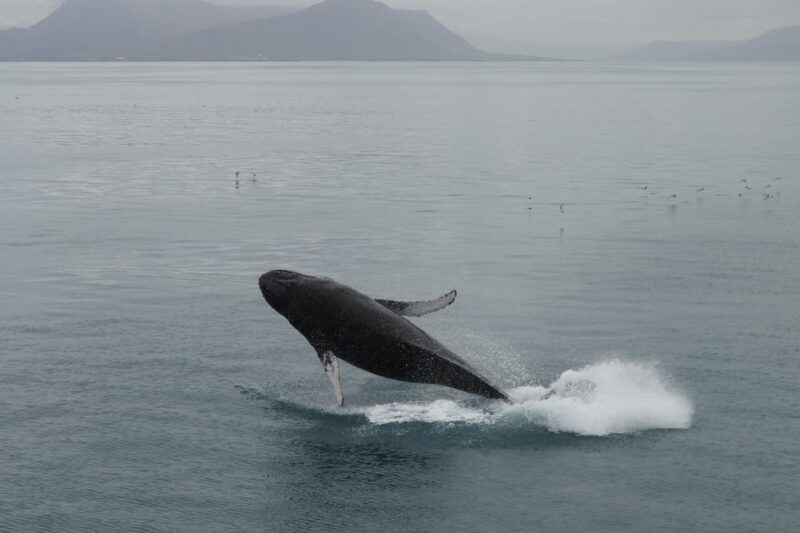 From Reykjavik: Whale Watching Tour - A Few Things to Consider