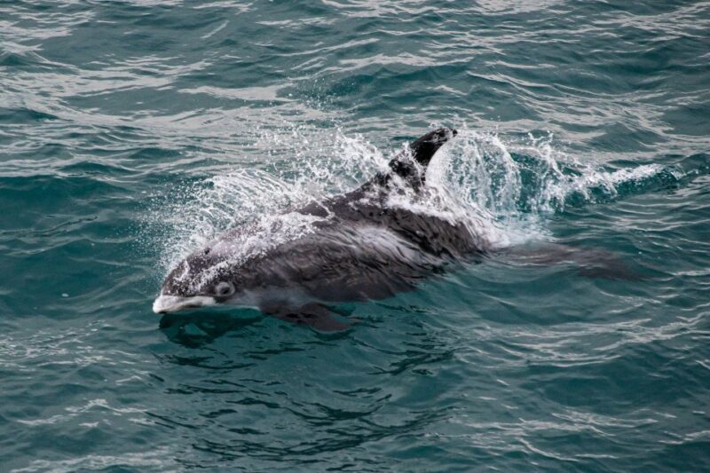 From Reykjavik: Whale Watching Tour - Who is This Tour Best For?