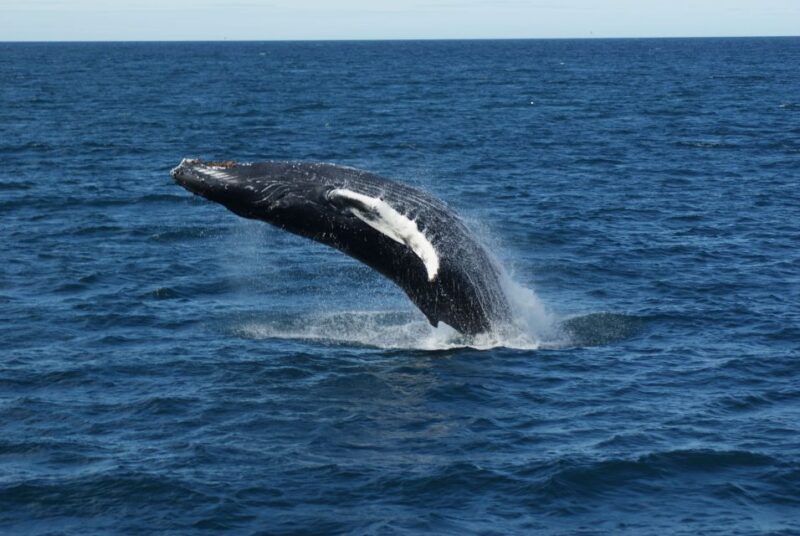 From Reykjavik: Whale Watching Tour - Final Thoughts