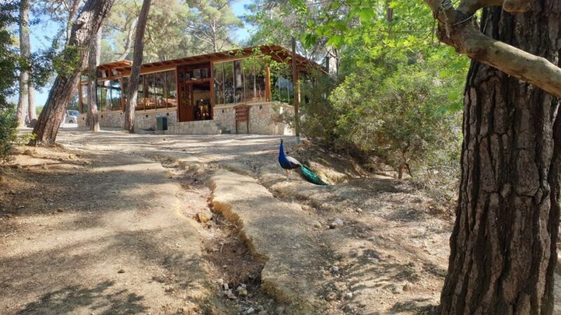 From Rhodes: Lindos and 7 Springs Valley Bus Tour - An In-Depth Look at the Tour Experience