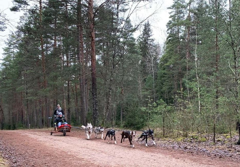 From Riga: Husky Sledding or Wheel Kart Tour - Key Points