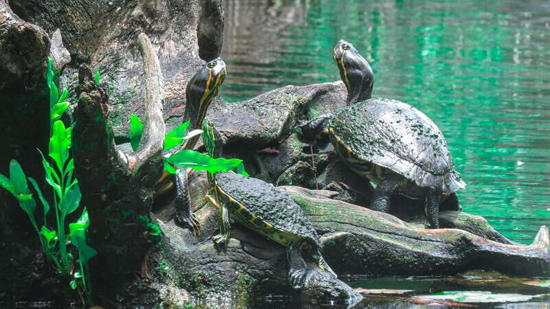 From Riviera Maya: 3 Cenotes Adventure Tour with Lunch - Key Points