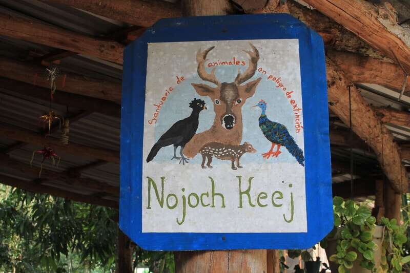 From Riviera Maya: Coba, Punta Laguna & Cenote Guided Trip - FAQ