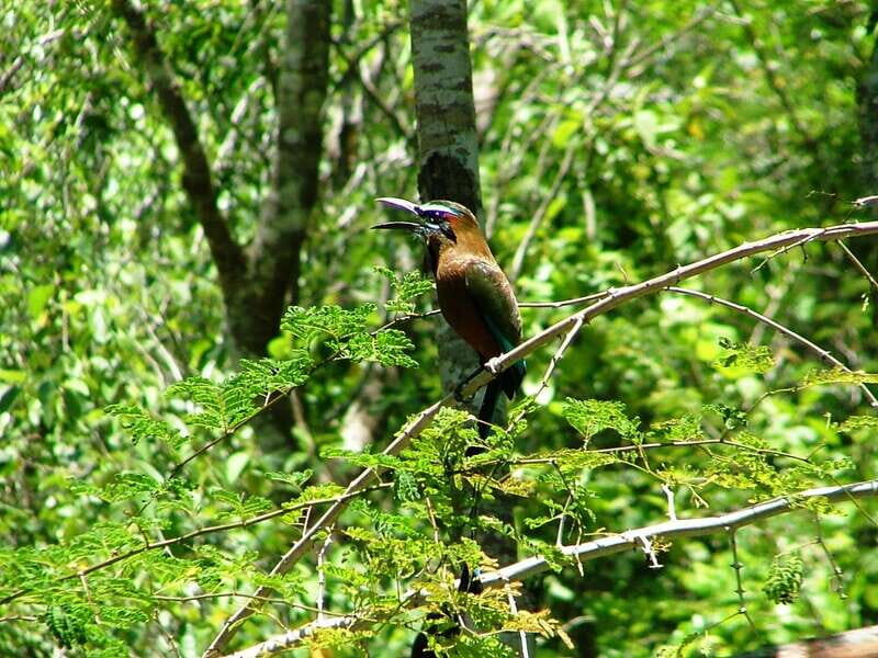 From Riviera Maya : Sian Ka'an Muyil Birdwatching with Guide - What You Need to Know