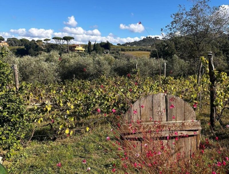 From Rome: Half-Day Frascati Wine Tour with Farmhouse Lunch - Discovering Frascati: The Town and Why It Matters