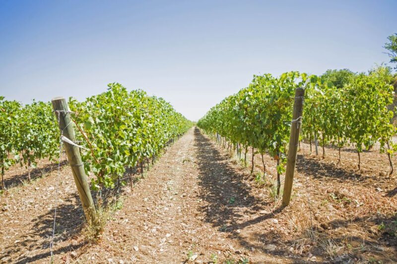 From Rome: tasting tour in cellar immersed between vineyards - The Overall Experience and Value