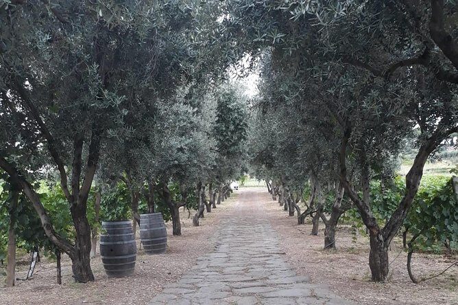 From Rome: Wine tasting and Nemi - Private transportation - Frequently Asked Questions