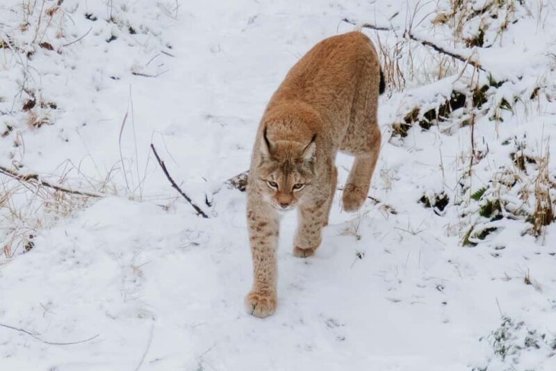 From Rovaniemi: Family Friendly Visit to Ranua Wildlife Park - What Could Be Improved?