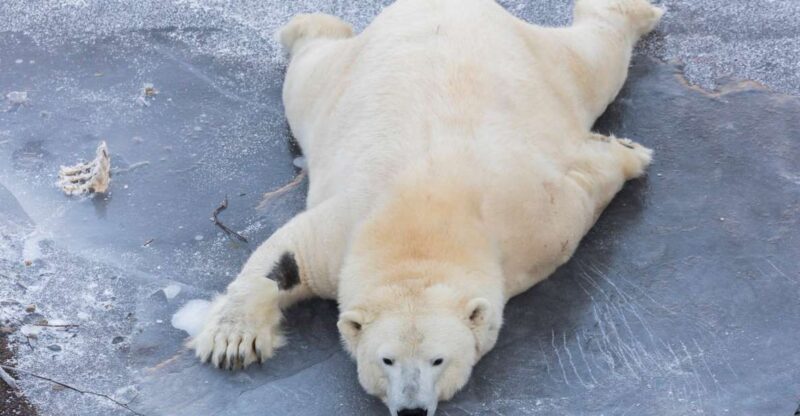 From Rovaniemi: Ranua Wildlife Park Experience - What the Reviews Tell Us