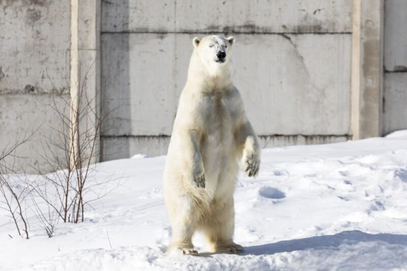 From Rovaniemi: Ranua Wildlife Park Experience - Final Thoughts