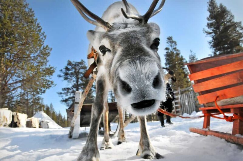 From Rovaniemi: Reindeer Farm Visit with Sleigh Ride - The Itinerary and Experience Breakdown