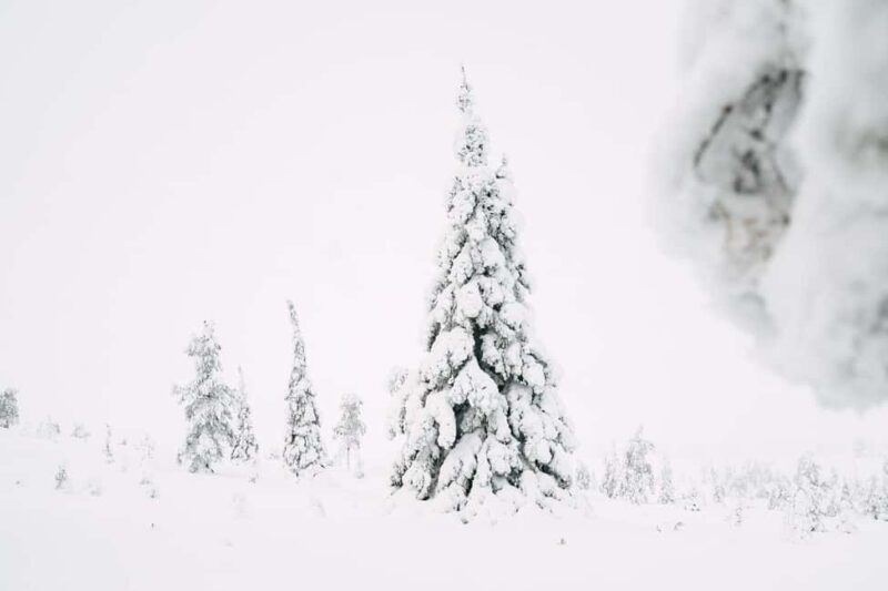 From Rovaniemi: Riisitunturi Snowy Hike with Photographer - The Experience in Detail