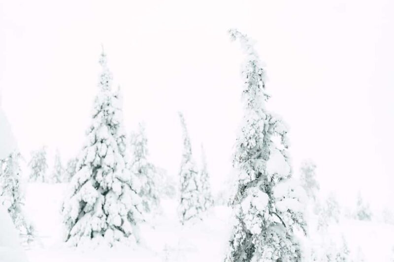 From Rovaniemi: Riisitunturi Snowy Hike with Photographer - Is It Worth the Price?
