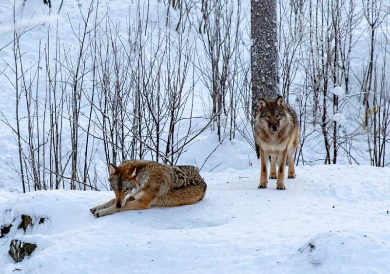 From Rovaniemi: Tour to Ranua Wildlife Park - Who Is This Tour Best For?