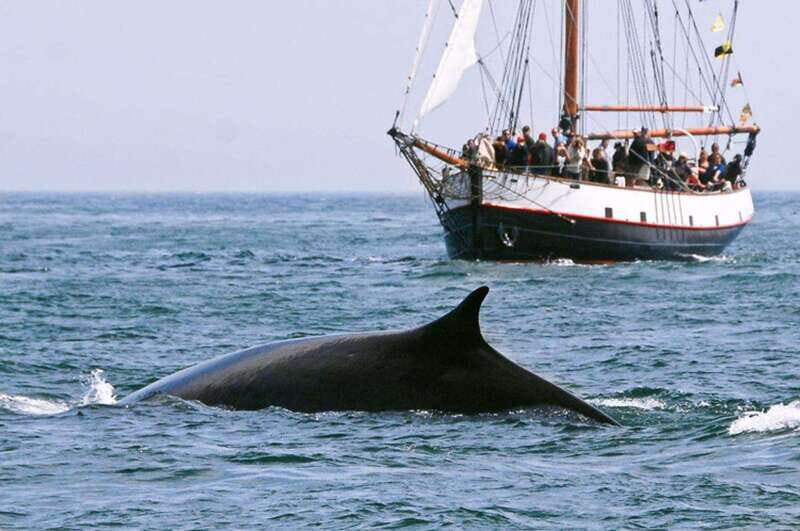 From Saint John: Saint Andrews Whale Watching Tour - What to Expect on Your Whale-Watching Adventure