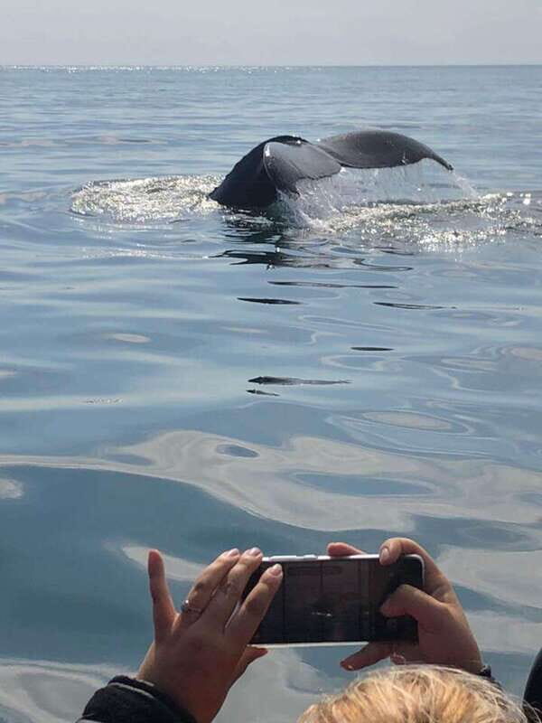 From Saint John: Saint Andrews Whale Watching Tour - The Value of the Experience