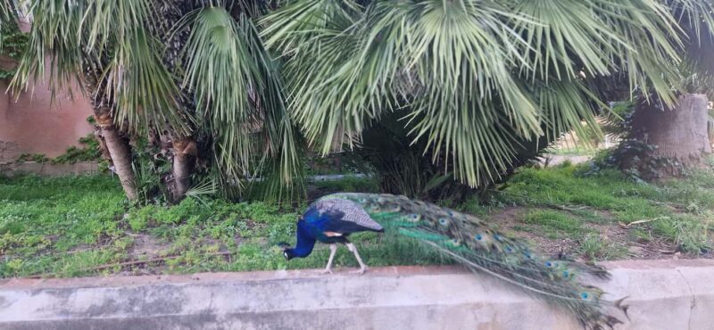 From Salou: Park Samá with 1 vermouth tasting, hotel Pickup - The Sum Up