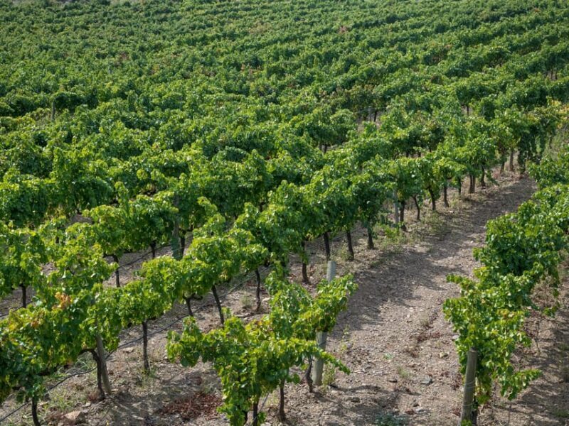 From Salou: Priorat olive trees and wine tour - Key Points