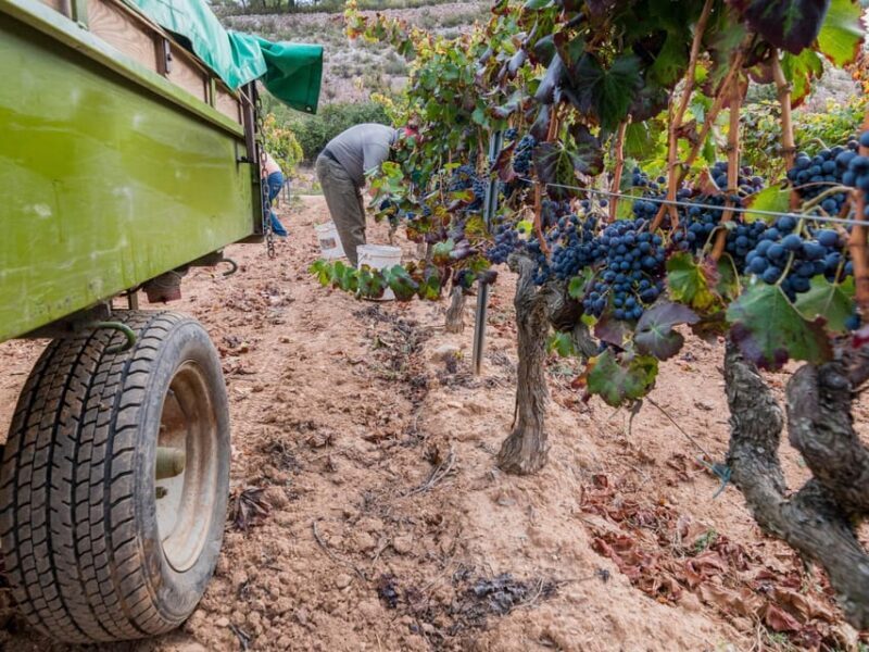 From Salou: Priorat olive trees and wine tour - Analyzing the Price and Overall Value