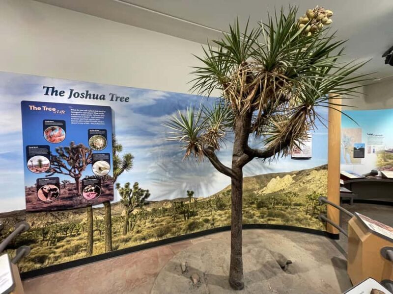 From San Diego: Joshua Tree National Park Private Tour - Who Is This Tour Best For?