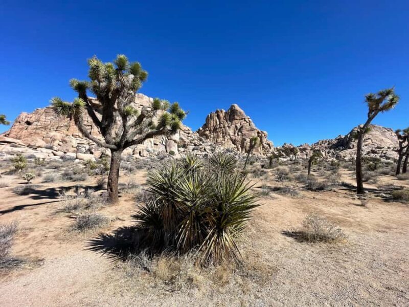 From San Diego: Joshua Tree National Park Private Tour - FAQ