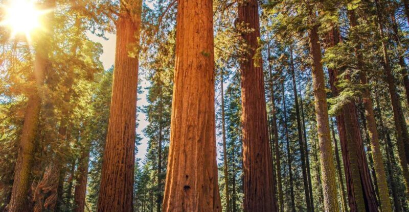 From San Francisco: Guided Muir Woods Excursion - The Cons & Considerations