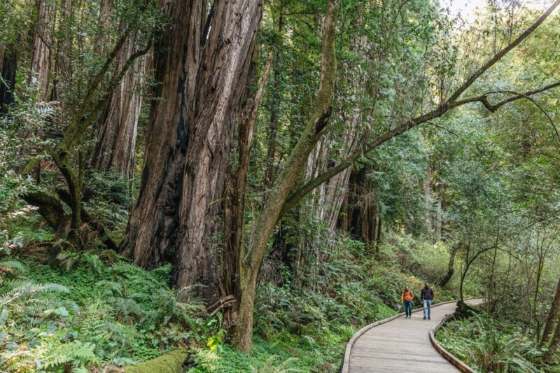 From San Francisco: Guided Muir Woods Tour - Who Should Consider This Tour?