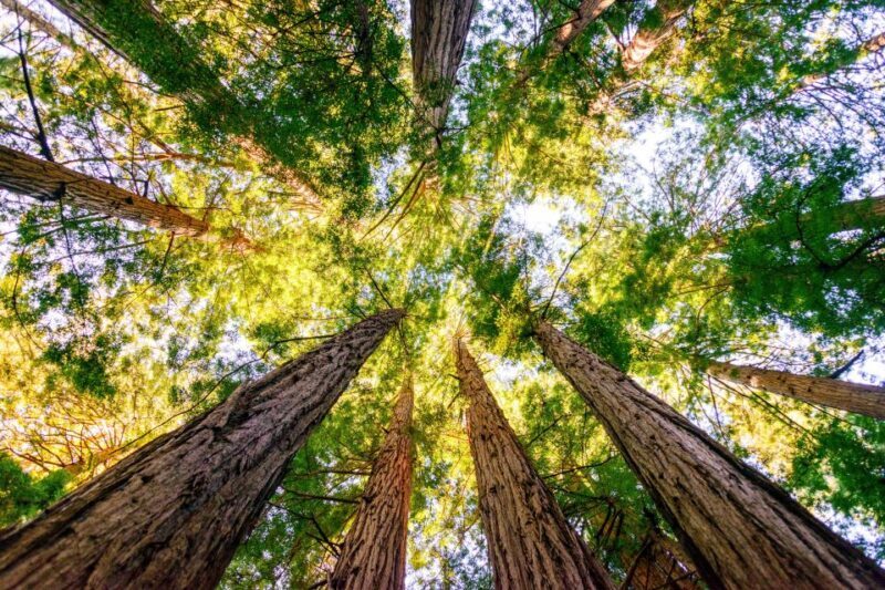 From San Francisco: Guided Muir Woods Tour - FAQs
