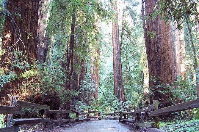 From San Francisco: Guided Tour to Muir Woods Coastal Redwoods - The Experience in Detail