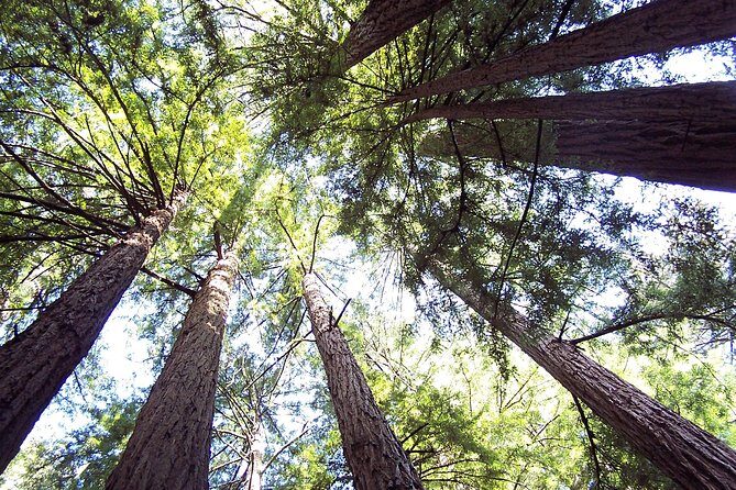 From San Francisco: Guided Tour to Muir Woods Coastal Redwoods - FAQ