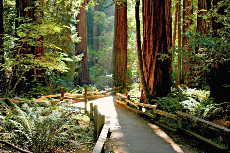 San Francisco: Muir Woods and Sausalito Half-Day Trip - Guide Quality: Why Names Like Sharon, Mitch, and Johanna Keep Showing Up