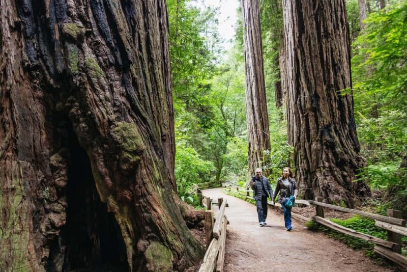 From San Francisco: Muir Woods, Sausalito and Alcatraz Tour - A Deep Dive into the Tour Experience