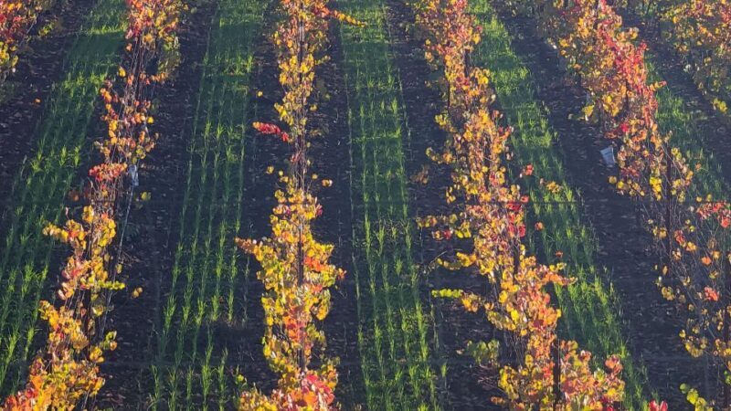 From San Francisco: Napa and Sonoma Private Wine Tour - FAQs