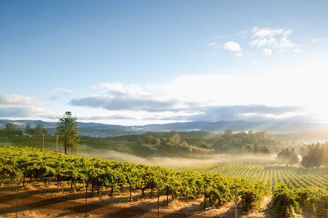 From San Francisco: Napa & Sonoma Valley Wine Tour with Tastings - An In-Depth Look at What This Tour Offers