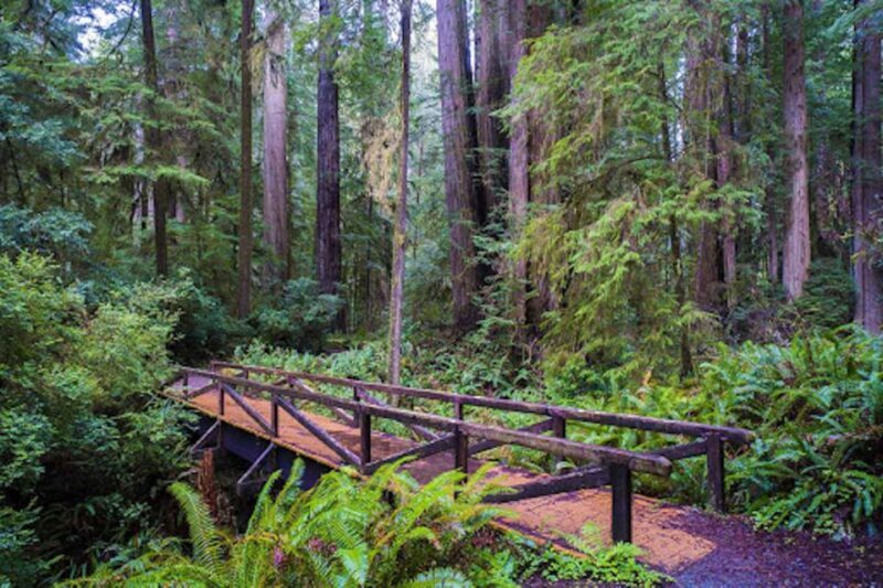 From San Francisco: Private Muir Woods and Napa Wine Tour - Is This Tour Worth the Price?