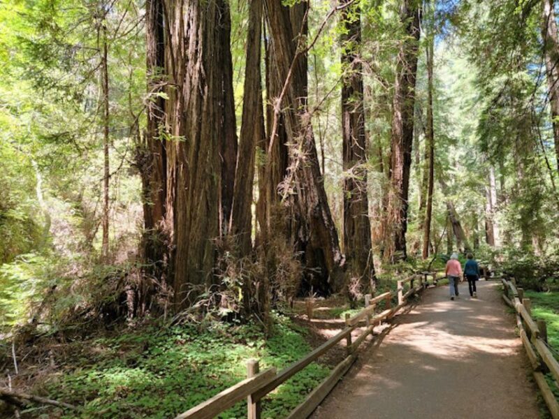 From San Francisco: Private Muir Woods and Napa Wine Tour - Conclusions
