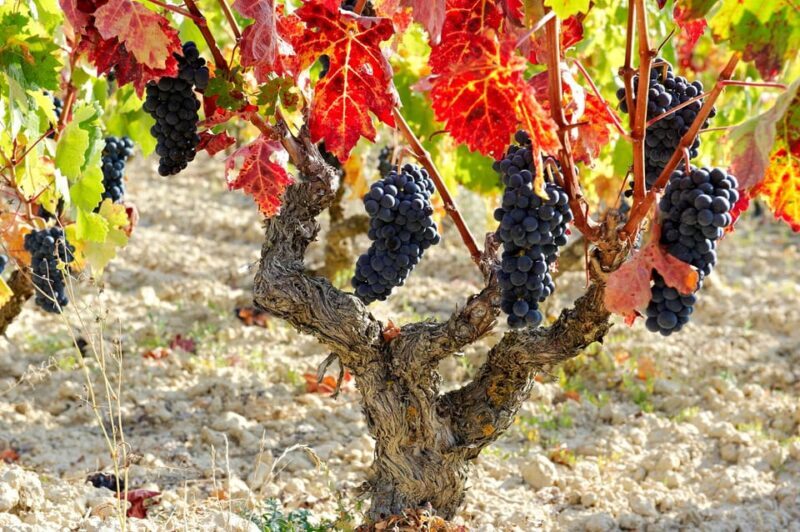 From San Sebastian/Bilbao/Vitoria: La Rioja Wineries Tour - The Experience in Detail