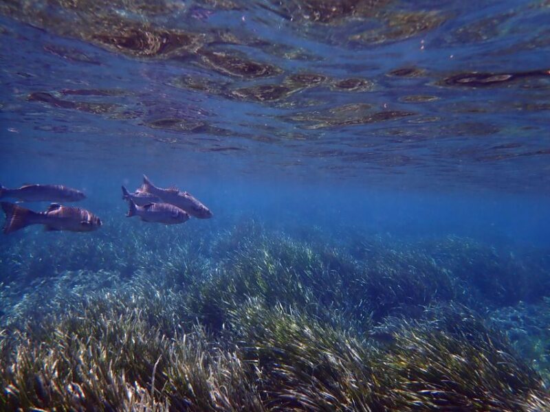 From Santa Pola: Snorkel Trip in Tabarca Island - The Underwater Experience