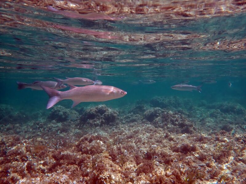 From Santa Pola: Snorkel Trip in Tabarca Island - FAQs