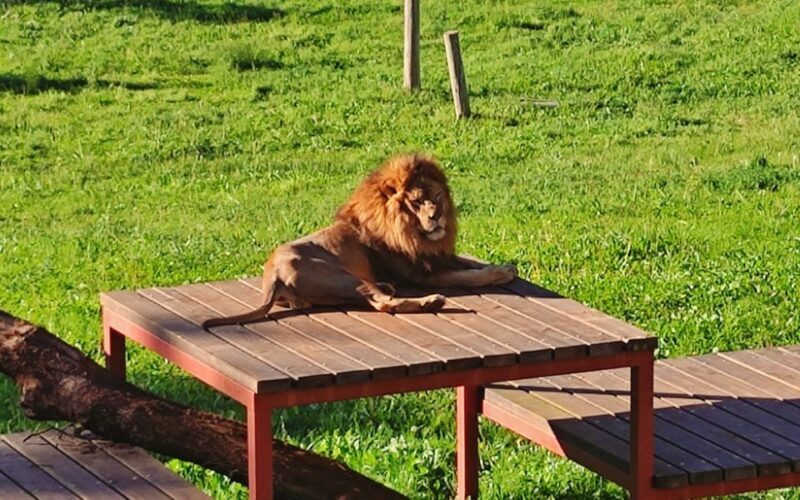 From Santander: Cabarceno Natural Park Half-Day Trip - FAQ