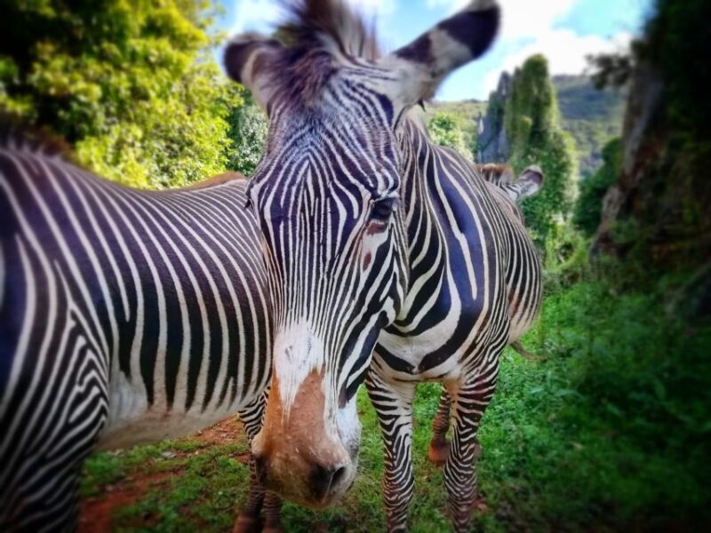 From Santander: Cabarceno Natural Park Half-Day Trip - Final Thoughts