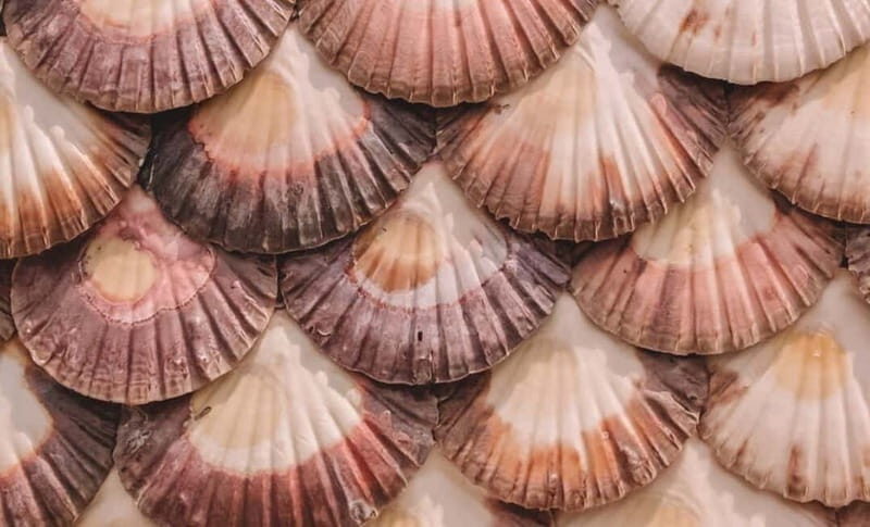 From Santiago: Rías Baixas Tour with boat trip and winery - Practical Tips for Making the Most of the Tour