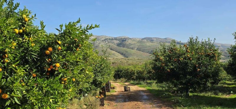 From Saranda: Butrint, Countryside, and Lekuresi Castle Tour - Who Would Enjoy This Tour?