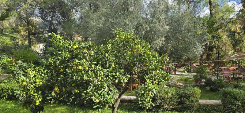 From Saranda: Delvina Day Trip with Wine Tasting - Key Points